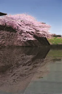 美丽的樱花景色图片 美丽的樱花景色图片