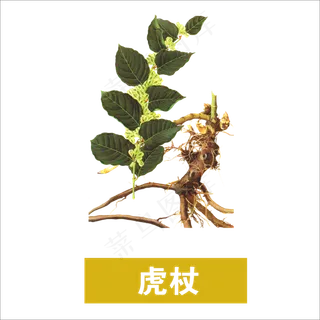 手绘草本中药药材虎杖