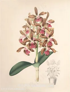 高清兰花复古装饰画