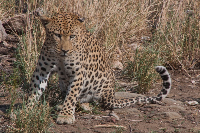凶狠野生猎豹图片