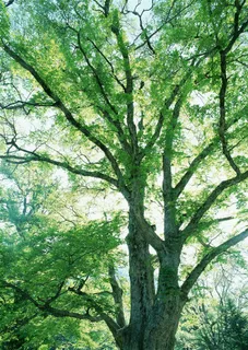 森林风景绿色图片素材 森林风景绿色图片素材