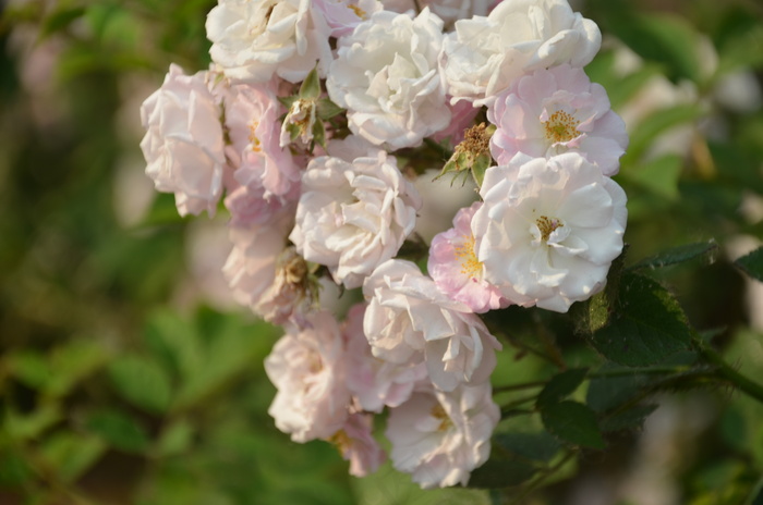 蔷薇花图片下载