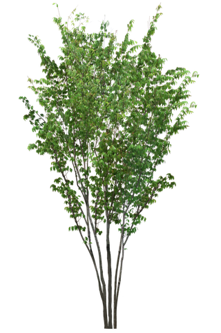 高清树木素材 免抠PSD植物素材 美术绘画园林贴图 树草灌木花草