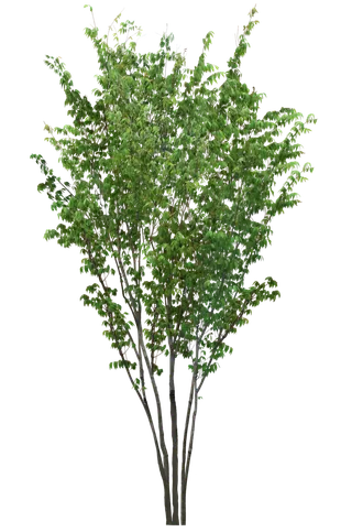 高清树木素材 免抠PSD植物素材 美术绘画园林贴图 树草灌木花草