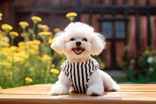 a small white dog sitting on top of a wooden table, a portrait by Daniel Gelon, unsplash, baroque, small dog, sunny weather, bright sunny day 