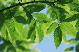 夏日蓝天下的绿叶树枝摄影图