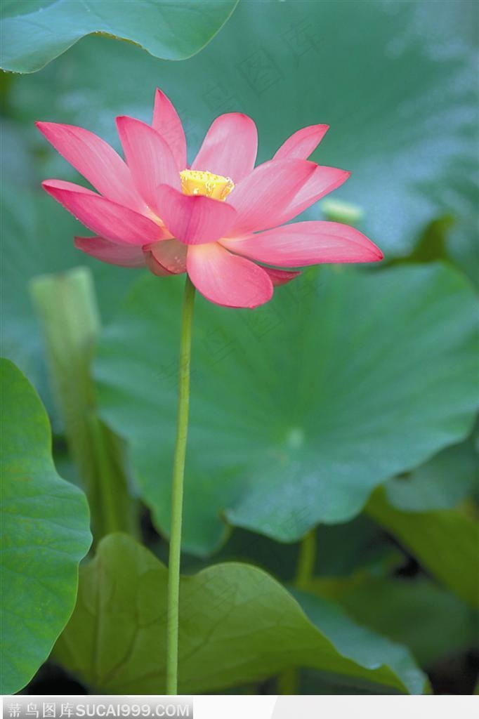 一朵盛开的笔直的荷花图片