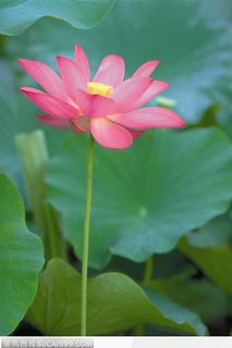 一朵盛开的笔直的荷花图片