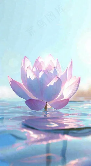 夏日光照莲花蓝色阳光温馨水面，夏至小暑大暑