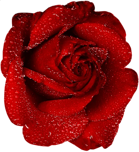 玫瑰 红色 红玫瑰 玫瑰花 花朵 鲜花特写 免抠 花束