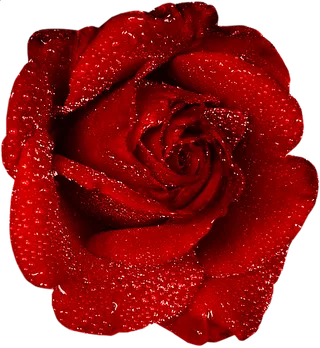 玫瑰 红色 红玫瑰 玫瑰花 花朵 鲜花特写 免抠 花束