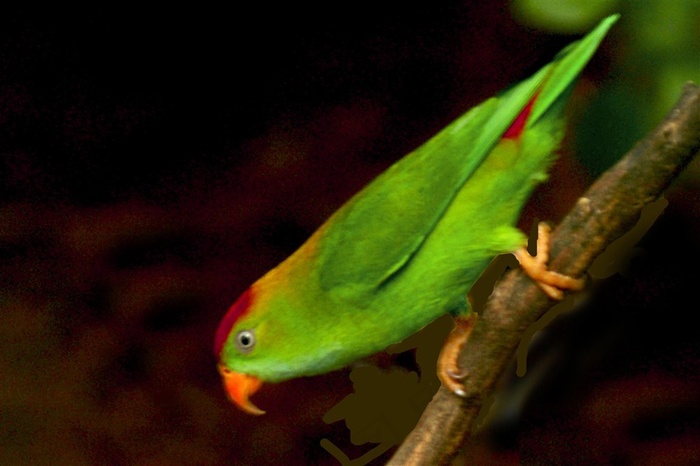 鹦鹉漂亮摄影图片