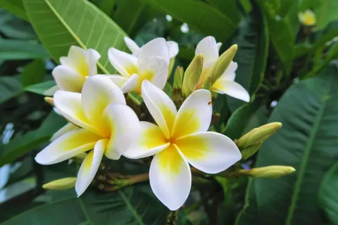 黄白鸡蛋花图片 黄白鸡蛋花图片