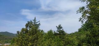 蓝天白云树木草原山