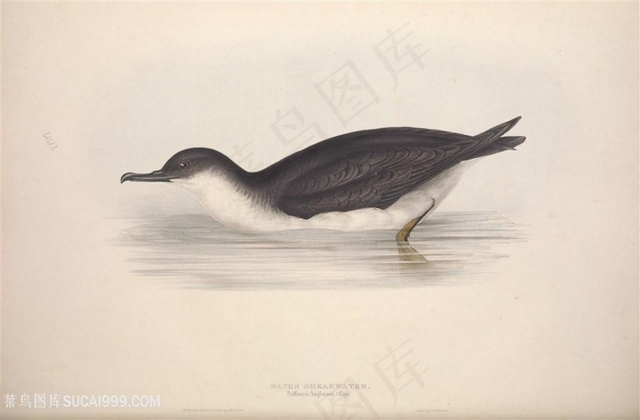 唯美复古欧洲鸟儿装饰画插画