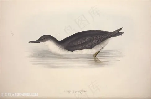 唯美复古欧洲鸟儿装饰画插画 唯美复古欧洲鸟儿装饰画插画
