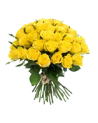 黄玫瑰  黄玫瑰  黄玫瑰