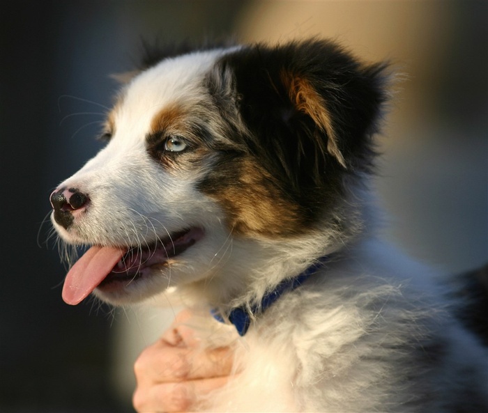 吐舌头的蝴蝶犬狗狗图片