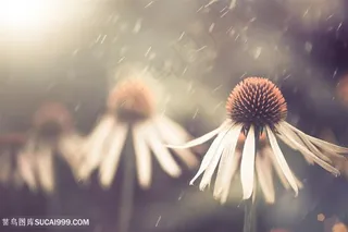 唯美花朵植物露珠高清图片