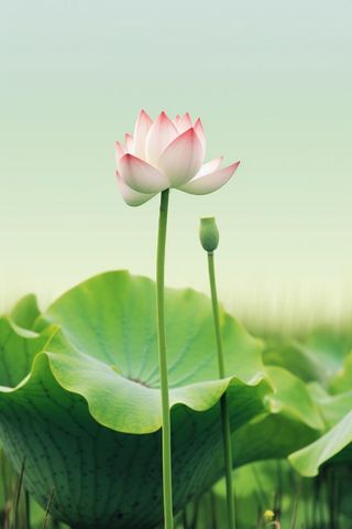 简约清新莲花背景