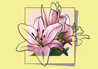 百合花手绘插画可编辑