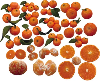 新鲜砂糖橘免抠元素合集