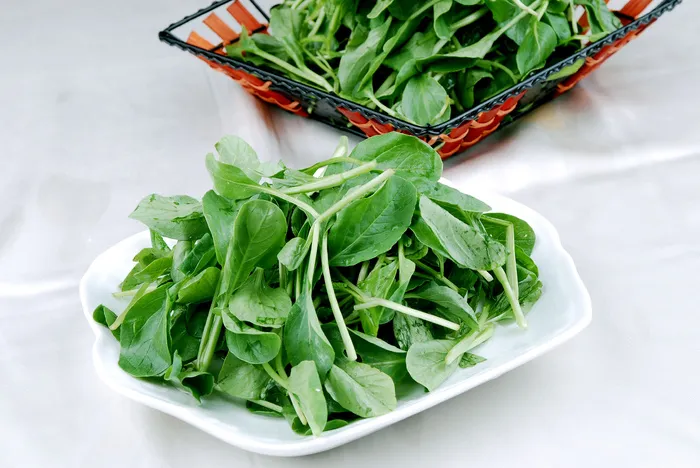 LCSC0868鸡毛菜