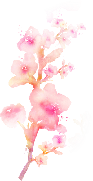 粉色简约风手绘鲜花花朵水墨画PNG素材图片 (29)