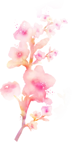 粉色简约风手绘鲜花花朵水墨画PNG素材图片 (29) 粉色简约风手绘鲜花花朵水墨画PNG素材图片 (29)