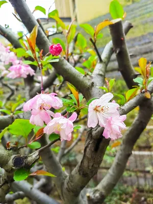 垂丝海棠花