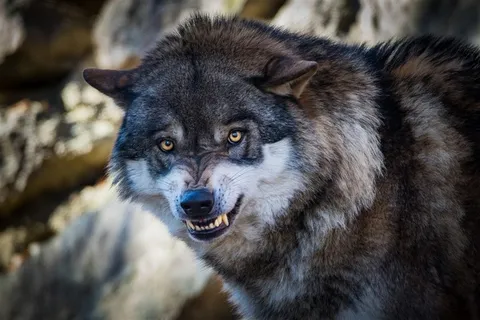 眼神犀利的狼图片