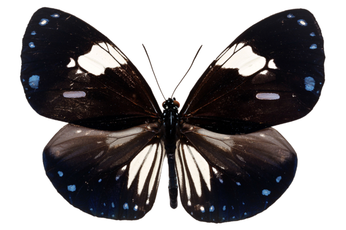 蝴蝶 彩蝶 花蝴蝶 动物 昆虫 免抠