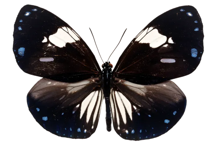 蝴蝶 彩蝶 花蝴蝶 动物 昆虫 免抠