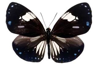 蝴蝶 彩蝶 花蝴蝶 动物 昆虫 免抠