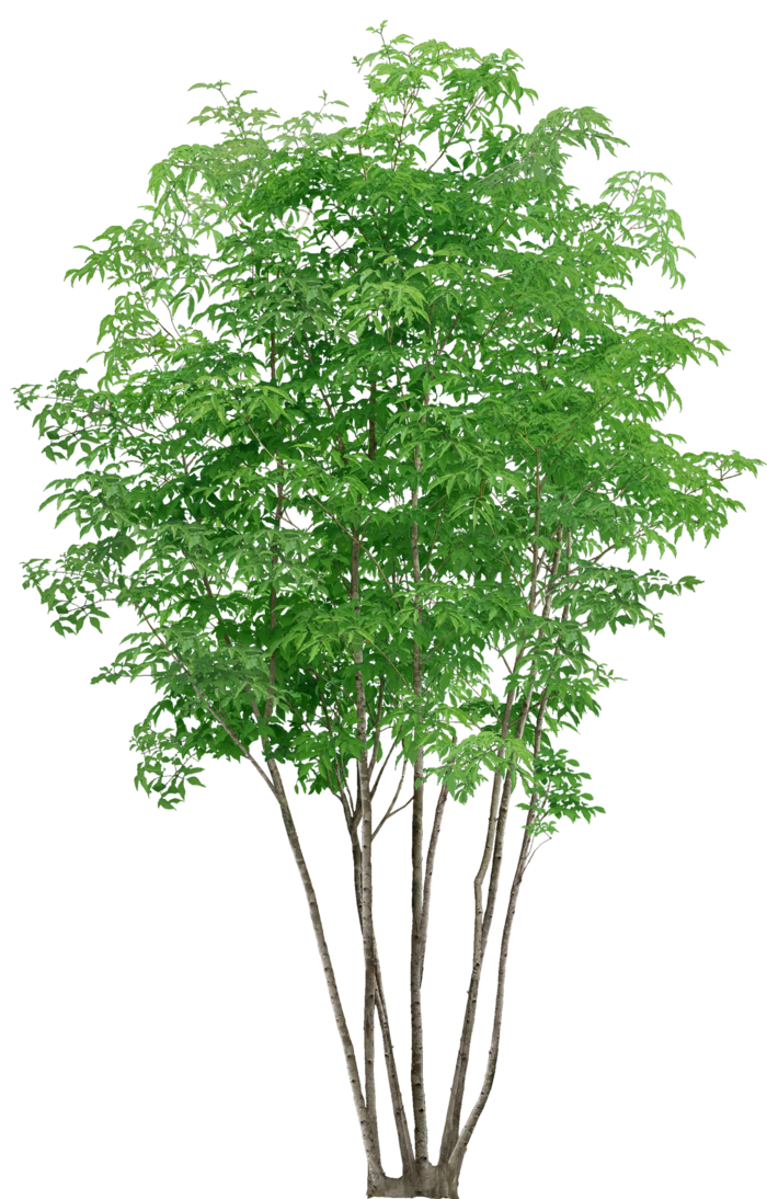 高清树木素材 免抠PSD植物素材 美术绘画园林贴图 树草灌木花草