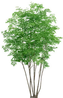 高清树木素材 免抠PSD植物素材 美术绘画园林贴图 树草灌木花草