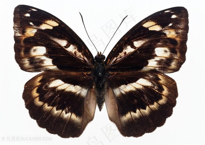 高清黑色蝴蝶标本图片