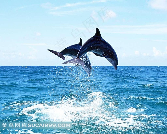 两只飞跃在水面上的海豚