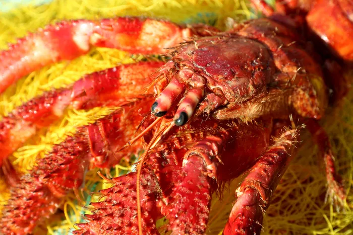 高清龙虾小龙虾美食