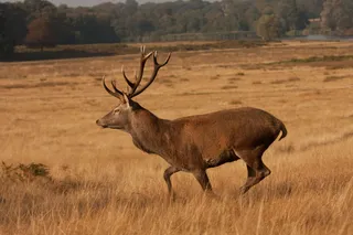 草原棕色麋鹿图片