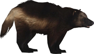 动物棕熊素材卡通简笔