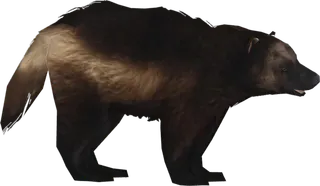 动物棕熊素材卡通简笔