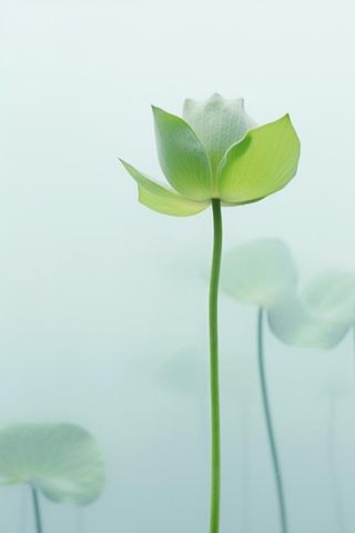 荷叶简约清新淡绿色背景