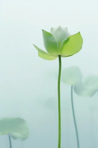 荷叶简约清新淡绿色背景