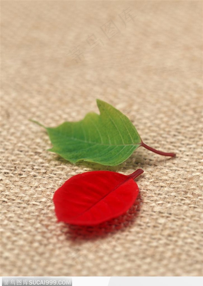 礼物饰品-两片漂亮的树叶