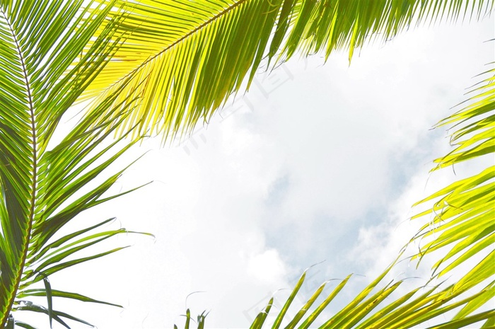 蓝天下的椰子树