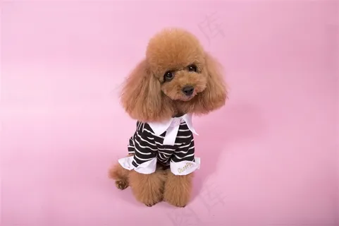 可爱的小狗摄影素材