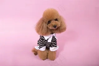 可爱的小狗摄影素材