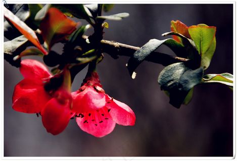 红色鲜艳花朵图片