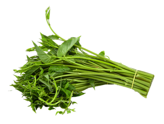 空心菜 (2)超市商品白底图免抠实物摄影png格式图片透明底